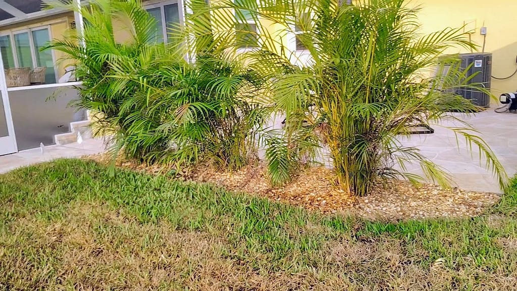 Professional Plant Installation in North Port, Venice, Port Charlotte and Englewood