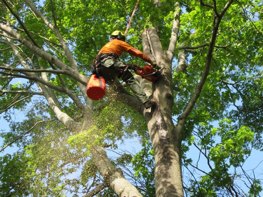 Professional Tree Work in North Port, Venice, Port Charlotte and Englewood