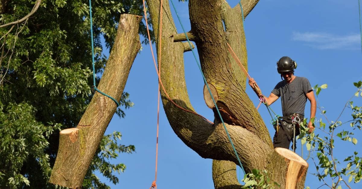 Professional Tree Work in North Port, Venice, Port Charlotte and Englewood