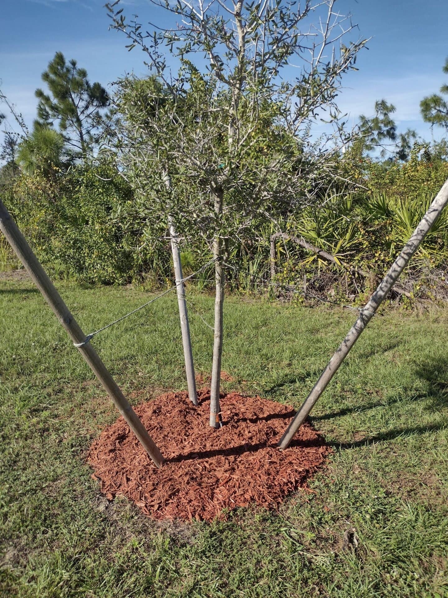 landscaping in port charlotte