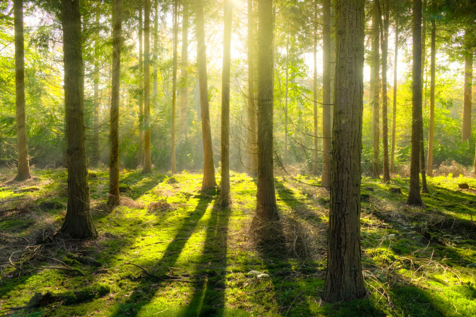 Professional Tree Work in North Port, Venice, Port Charlotte and Englewood