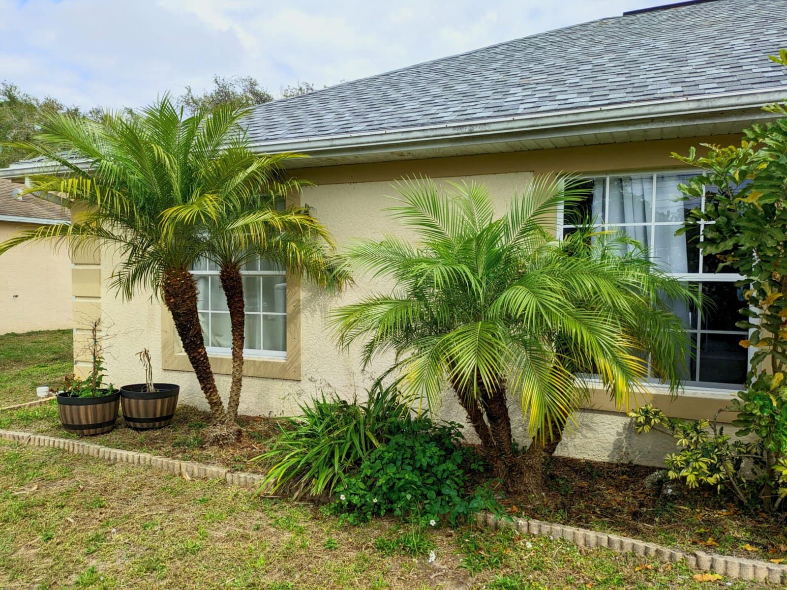 palm trimming in north port