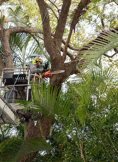 Professional Tree Work in North Port, Venice, Port Charlotte and Englewood