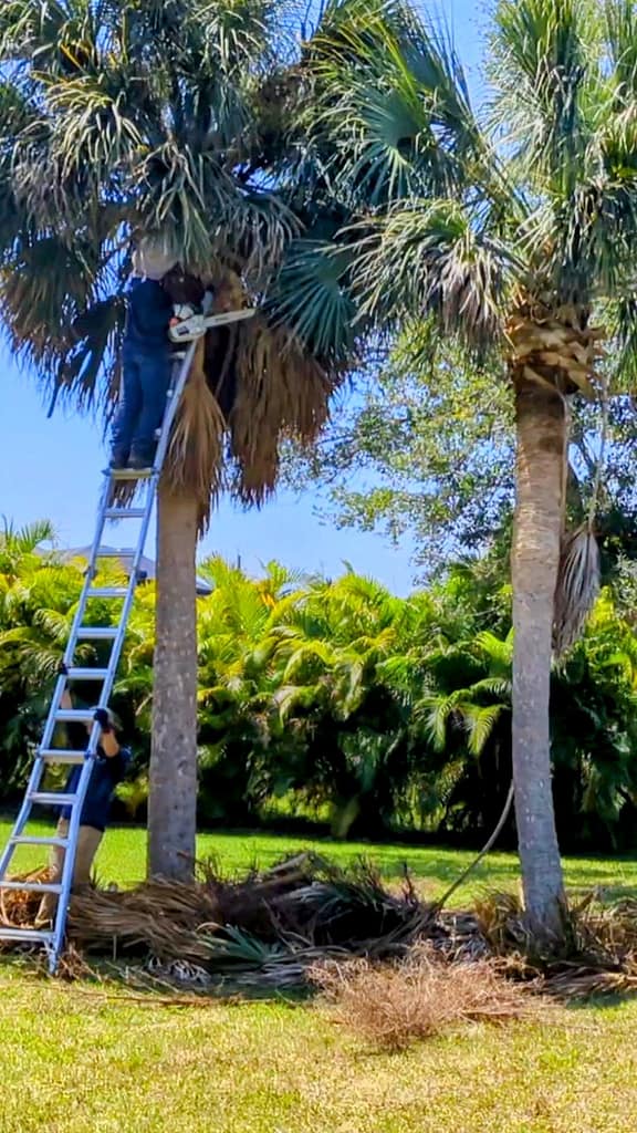 Professional Tree Work in North Port, Venice, Port Charlotte and Englewood
