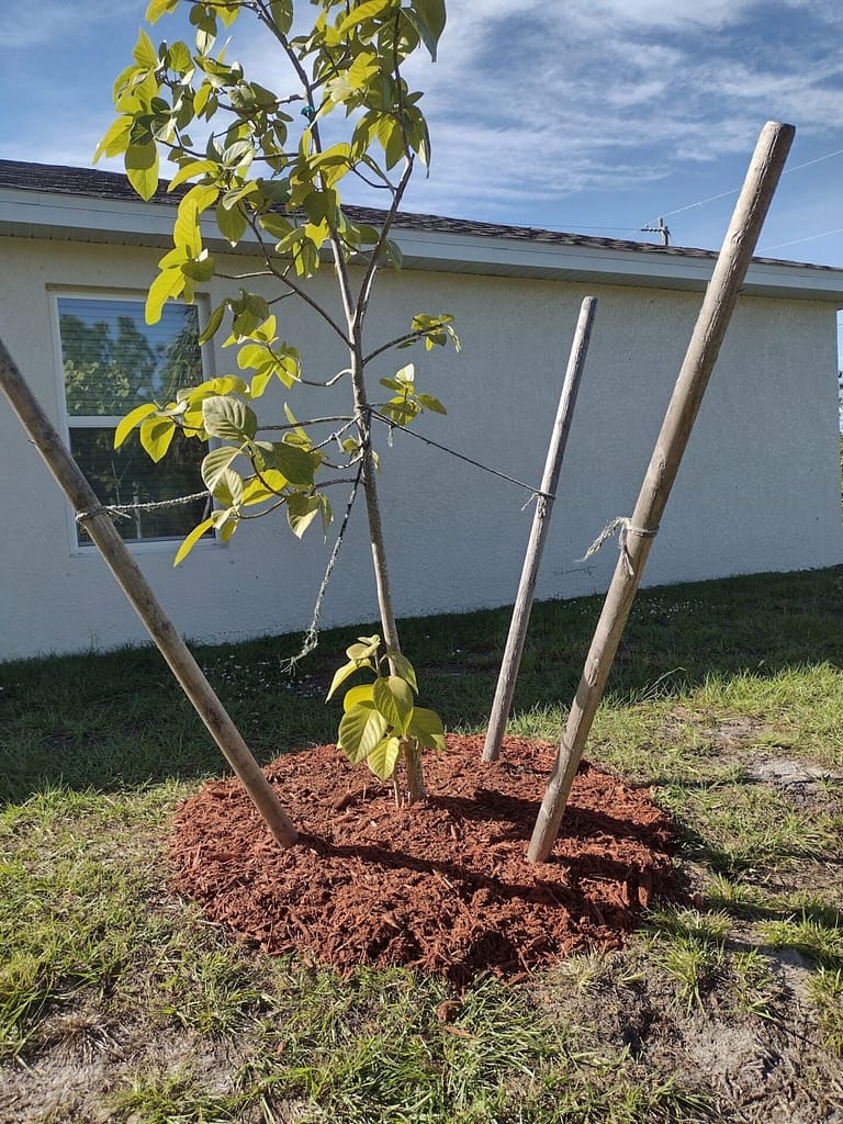 landscaping in port charlotte